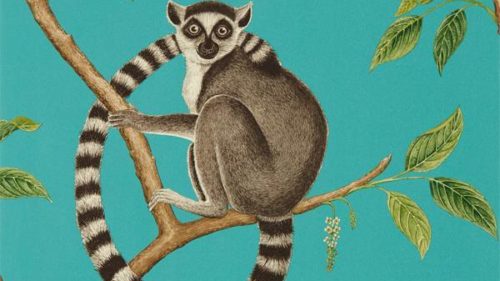 Ringtailed Lemur 216663